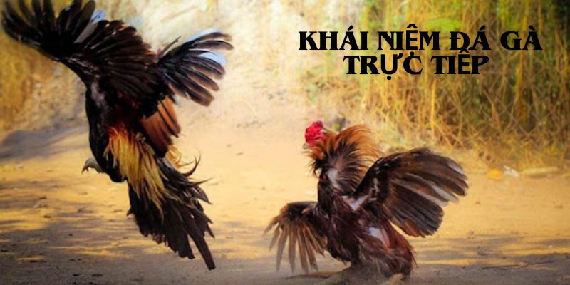 Khái niệm kèo đá gà trực tiếp 