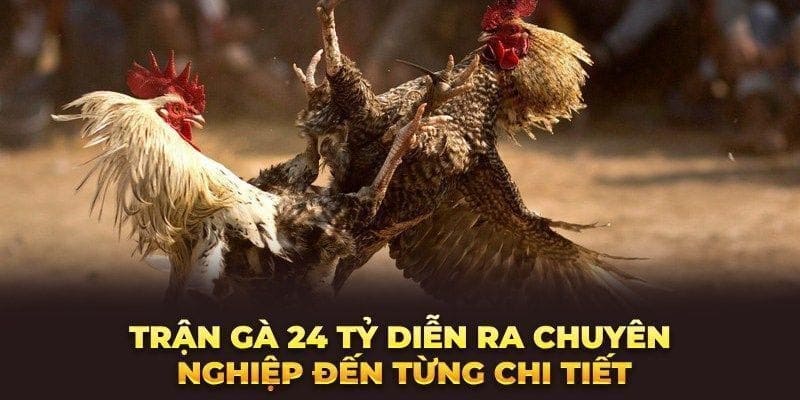 Toàn cảnh không khí sôi động và hấp dẫn của trận đá gà 24 tỷ