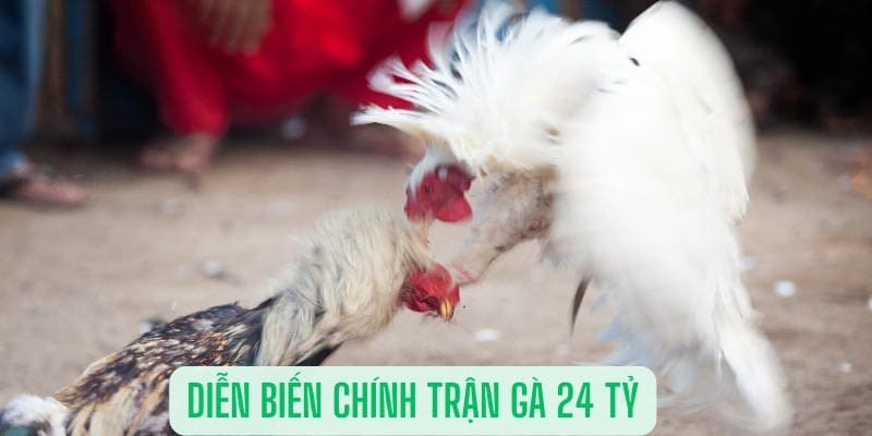 Trận đá gà 24 tỷ - Sự đối đầu giữa hai nhân vật nổi tiếng