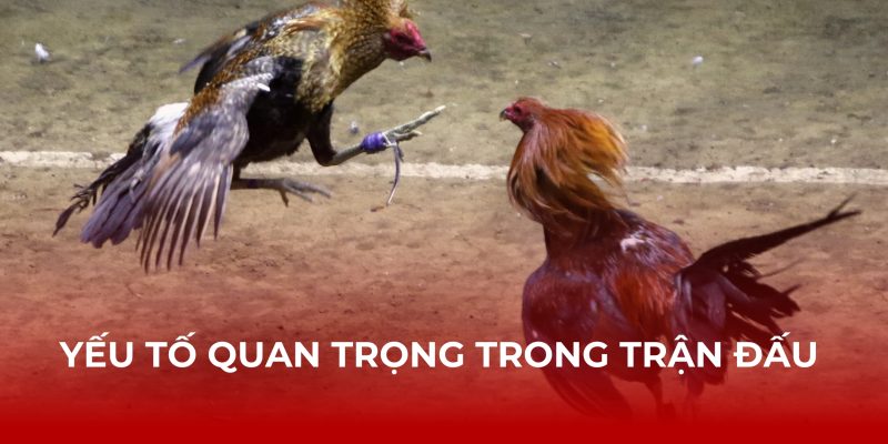 Yếu tố quan trọng trong trận đấu hấp dẫn