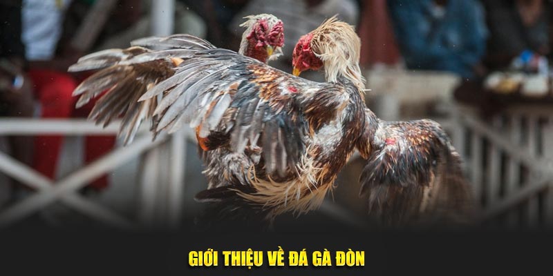 Giới thiệu về đá gà đòn