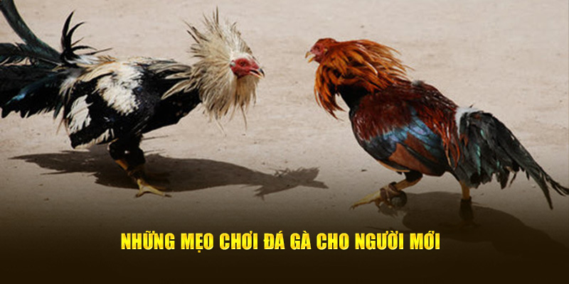 Những mẹo chơi đá gà cho người mới