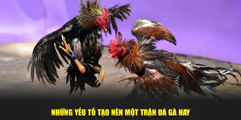 Những yếu tố tạo nên một trận đá gà hay