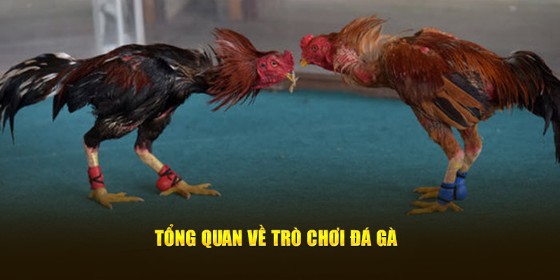 Tổng quan về trò chơi đá gà