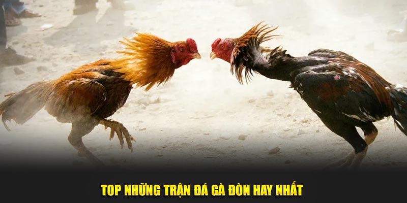 Top những trận đá gà đòn hay nhất