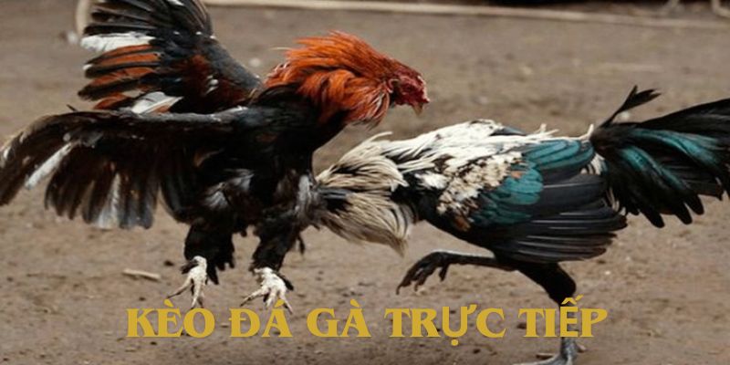 kèo đá gà trực tiếp thumb